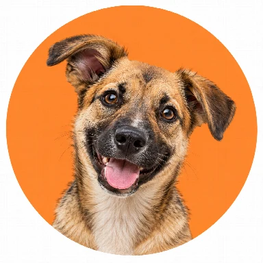 Köpek