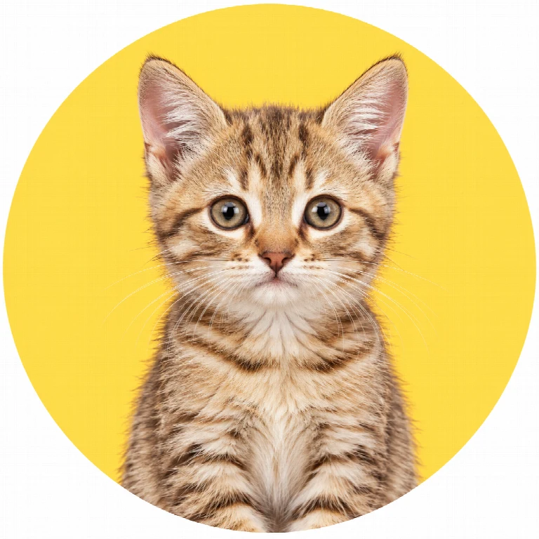 KEDİ BAKIMI