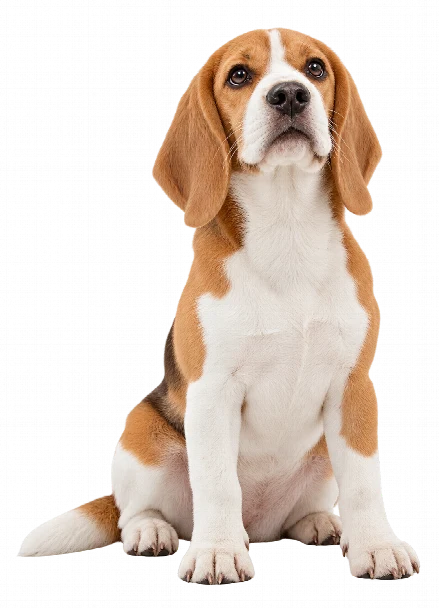 Köpek kuaförü bakımı